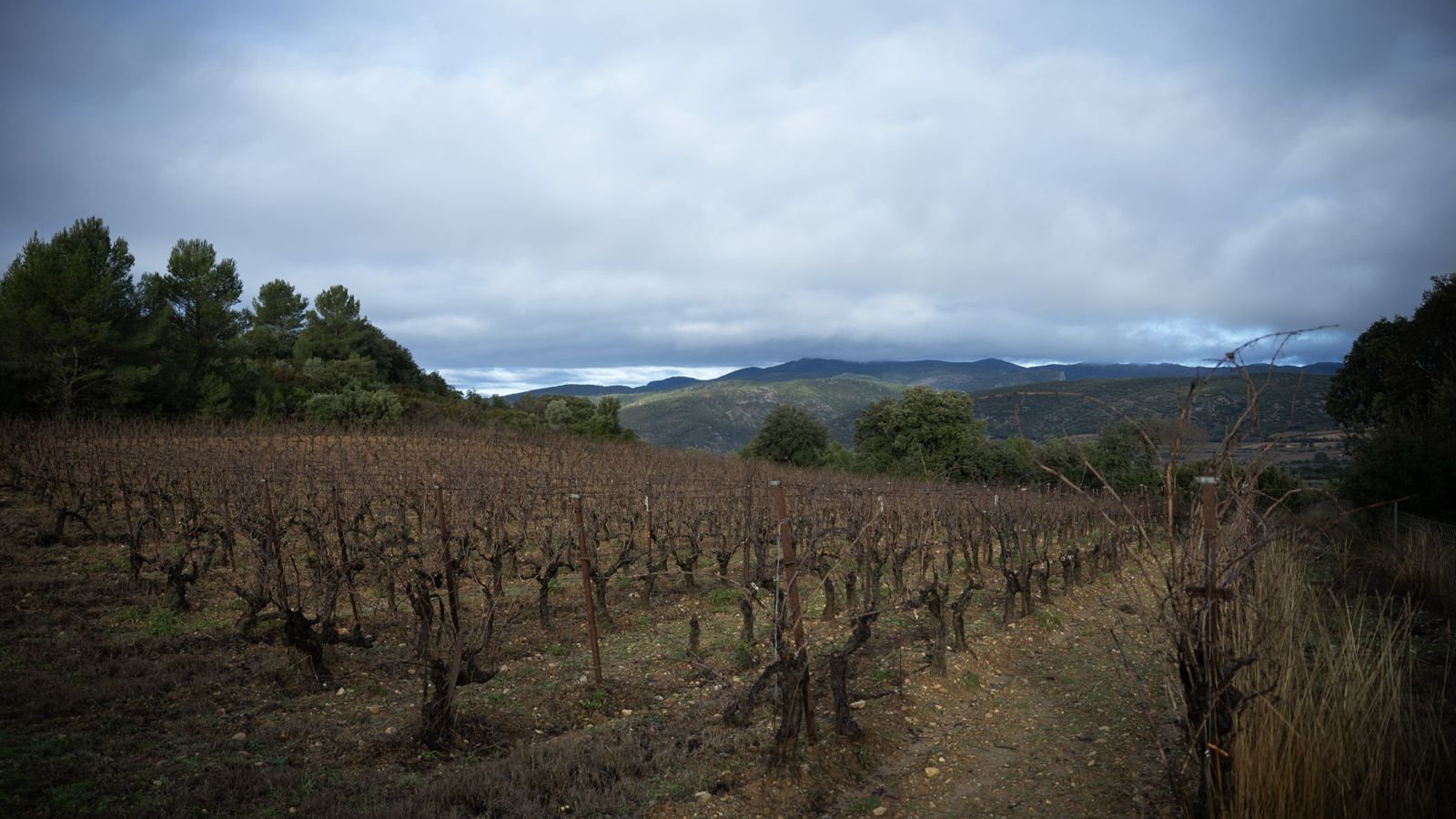 Le programme vigne aniane 2026